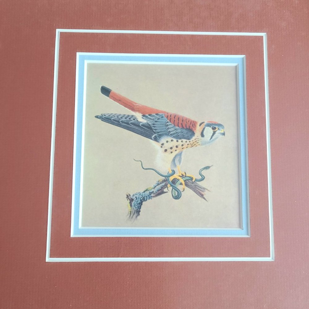 Vintage framed picture of bird. Sparrow Hawk.